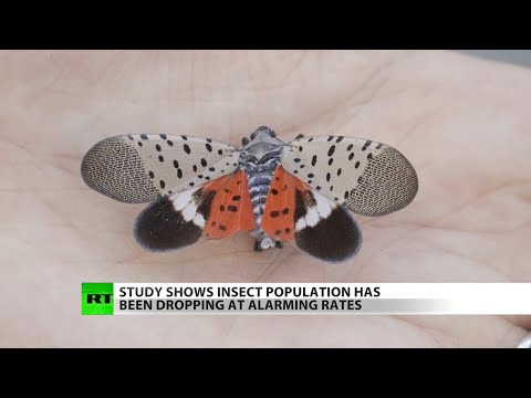 New report reveals worldwide decline in insects