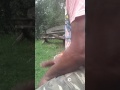 Bongomania