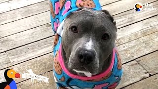 What Happens When You Adopt A Pit Bull | The Dodo Pittie Nation