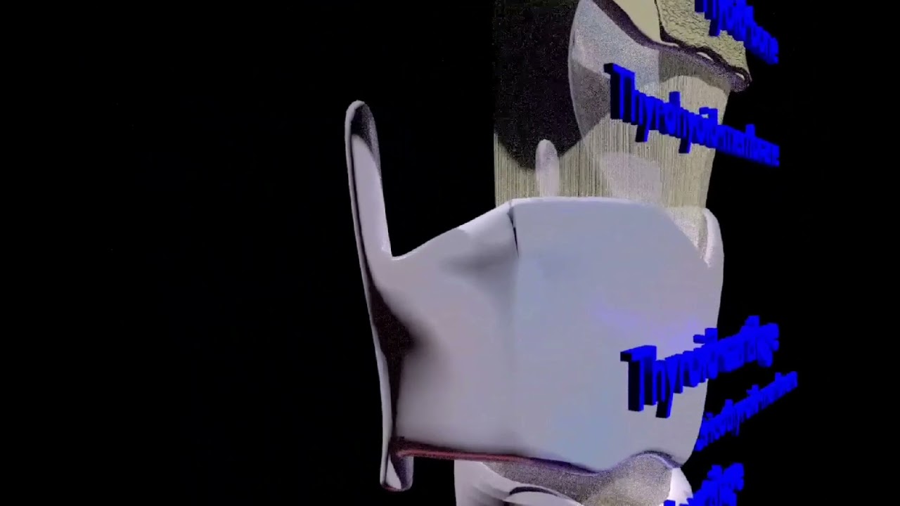 Respiratory tract lung trachea 3D Model