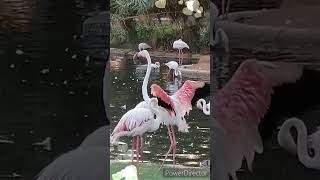 Ohh No Flamingo Birds / Beautiful Flamingos / #Shorts