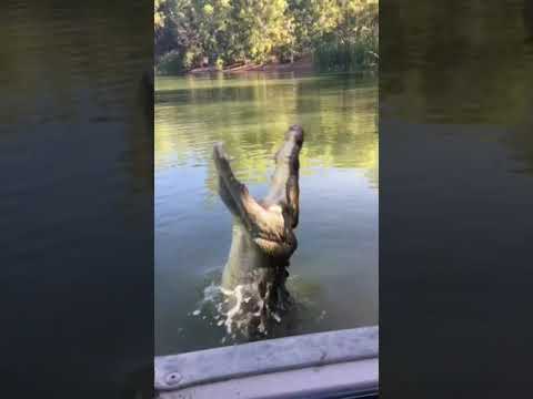 オーストラリアからの35匹の動物