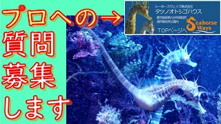 タツノオトシゴのプロへの質問を募集します☆彡　《タツノオトシゴハウスさん協力》