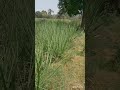 Gela Pavasala Gela Unhala Yaacha Ushnta Rash Nahi Viral Like Shortvideo Shayari