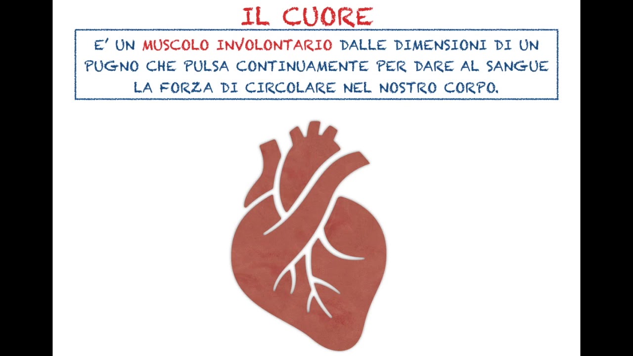 APPARATO CARDIOCIRCOLATORIO. LEZIONE SEMPLIFICATA per bambini con bisogni educativi speciali.