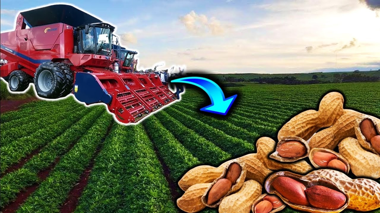 COLHEITA MECANIZADA DO AMENDOIM, CONHEÇA ESSE INC'RIVEL PROCESSO!