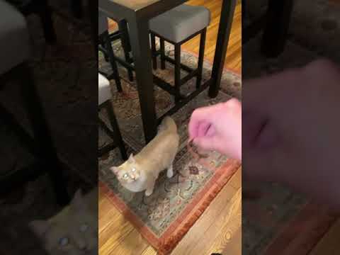 Cat playing fetch with rubber band and then it gets stuck on his foot
