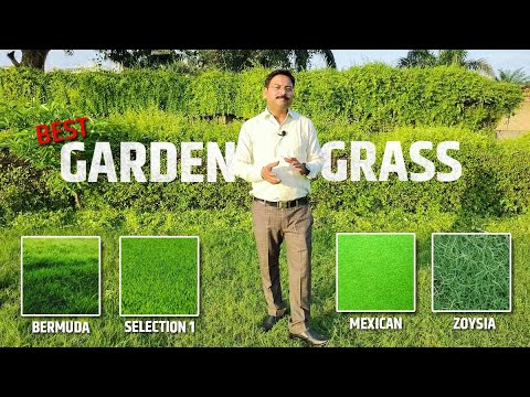 , title : 'Best Grass For Home Lawn 🌿 | How to Grow Grass in Lawn | Hindi Video | Ashiyana Vlogs'