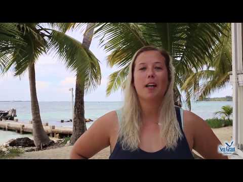 15 Second Science - Studying Larval Fish