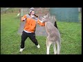 Kangaroo Vs Human Kangaroo Attacking