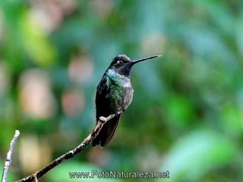 Video: Colibri