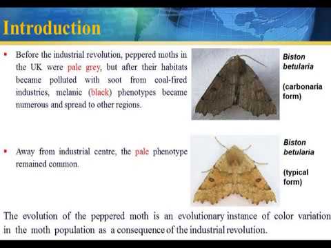 IndustrialmelanismENS201HteinLinn