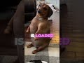 Big Back Dog Bigback Meme Dog