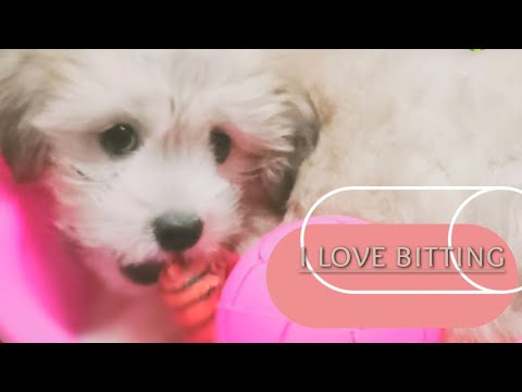 Sarah's bitting and playing time|Puppy playing|Sushmita &Sarah