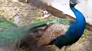 The most annoying sound in the world