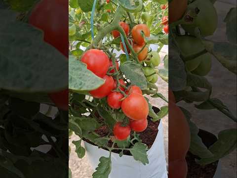 Hydroponic Tomato Farming l #18 #Hydroponic #Tomato #Farming #B&B AGRICULTURE