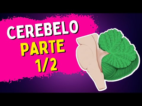 Anatomy of the Cerebellum - Part 1/2