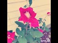 Cim Kuv Cia