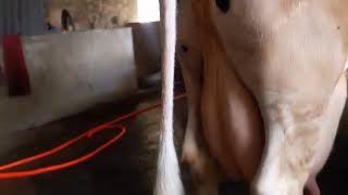 উন্নত জাতের গাভি পালন