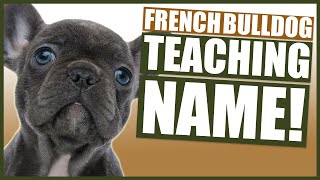PUPPY TRAINING - Teaching FRENCH BULLDOG Their Name