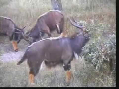 Nyala Bulls Posturing & Rutting