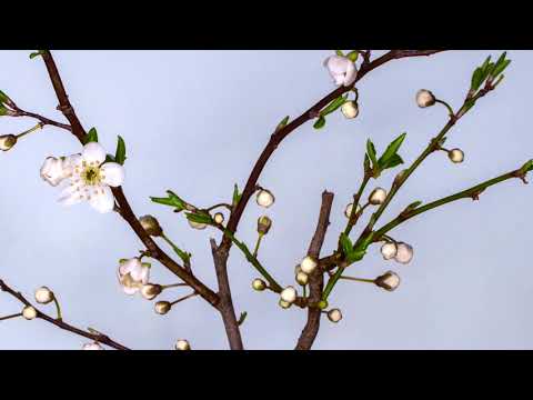 My Nature | The world is beautiful | Nepal 2020 | Shamser Shrestaha |