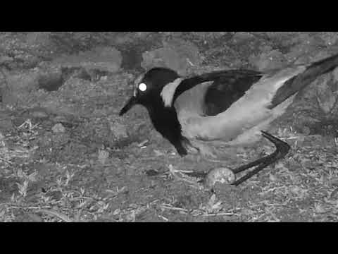 Djuma: Blacksmith Lapwing with remaining egg in nest - 22:22 - 09/03/20