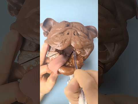 Why Can’t Flat-Faced Dogs Breath? 😷 #goodtoknow #vet #medicine #surgeonlife #surgery #lifehacks