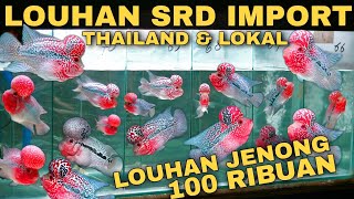 Download lagu VIEW Louhan SRD IMPORT Dan Lohan SRD LOKAL TERMURAH Harga 100Ribu Dapat Lohan BoomHead Super JENONG mp3 Download lagu VIEW Louhan SRD IMPORT Dan Lohan SRD LOKAL TERMURAH Harga 100Ribu Dapat Lohan BoomHead Super JENONG mp3