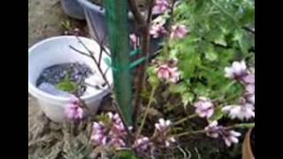 Arizona Desert Gardener - Peach - Plum Tree Update