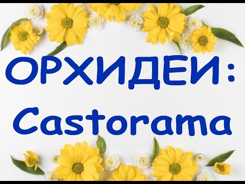 Castorama:ОРХИДЕИ,и КАК они ЧУДЯТ,23.07.20,Самара,Московское ш.