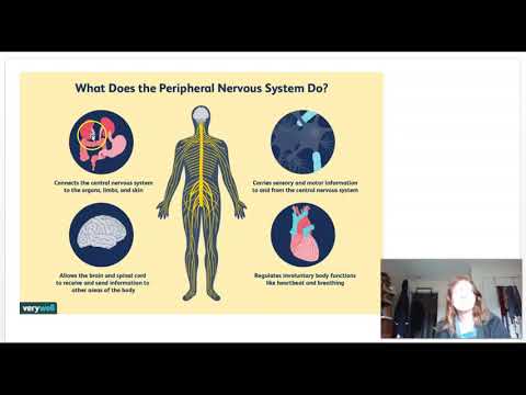 Neuro Review Video 2 PNS and Development