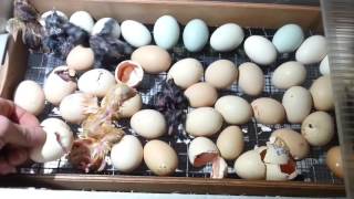 Inkubator 72 yumurta BLİTS yeni model Ц8