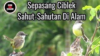 Download lagu Sepasang Ciblek Gacor di Tengah Sawah bikin ciblek lain gak bisa DIAM mp3