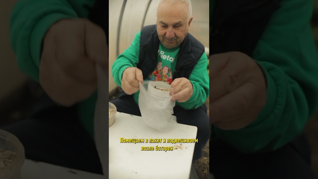 Хотите добавить тропиков в свой дом? Посадите финиковую пальму! Вырастет из косточки бесплатно!