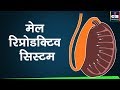 Male reproductive system (hindi) |sexual reproduction| 10th Biology : CBSE | NCERT class 10 #Science