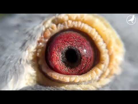 Grandchildren of 'Ricky'  did a phenomenal performance on Bourges I last weekend