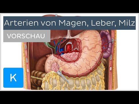 Blutversorgung: Arterien von Magen, Leber und Milz (Vorschau) | Kenhub