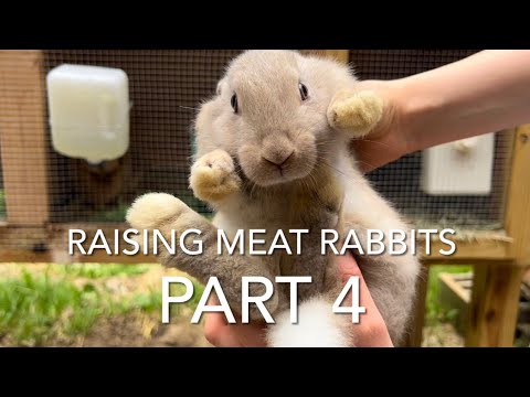 , title : 'Raising Meat Rabbits Part 4 | Silver Fox Grow Outs'