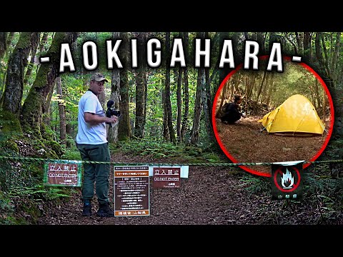 Aokigahara - prawdziwy obraz słynnego lasu w Japonii