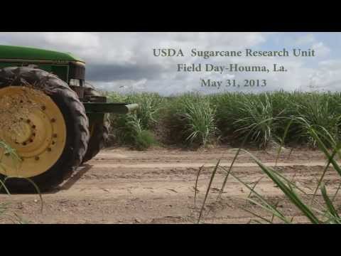 Sugarcane Field Day, USDA Sugarcane Research Farm - American Sugar Cane League
