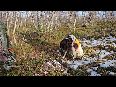 Riekkojahti, Käsivarsi 2024