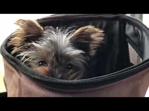 Zoe’s Adventures in Gutach, Staying at Rommelehof, Schwarzwald (Black Forest)