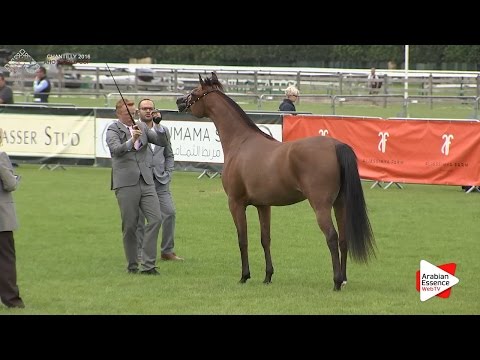 2nd - N.29 AL ARYAM HAMRA - Chantilly 2016 World Cup - Fillies 3 years old (Class 3)