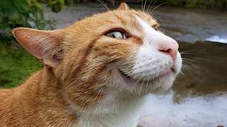 The Funniest Cat Compilation Ever 😹