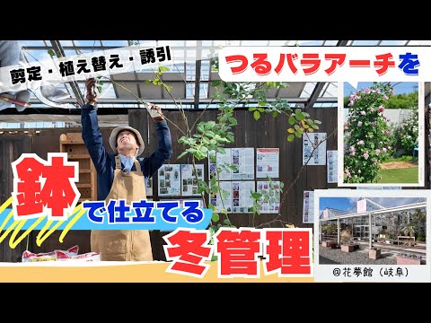 園芸 バラの茂みをアーチ状にして、より多くの花を咲かせましょう