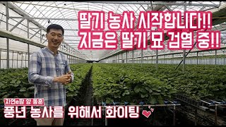 딸기 농사 이제 시작 되었습니다. 계약 육묘장 주기적인 방문으로 딸기 묘 상태 확인이 농사의 시작입니다. 올…
