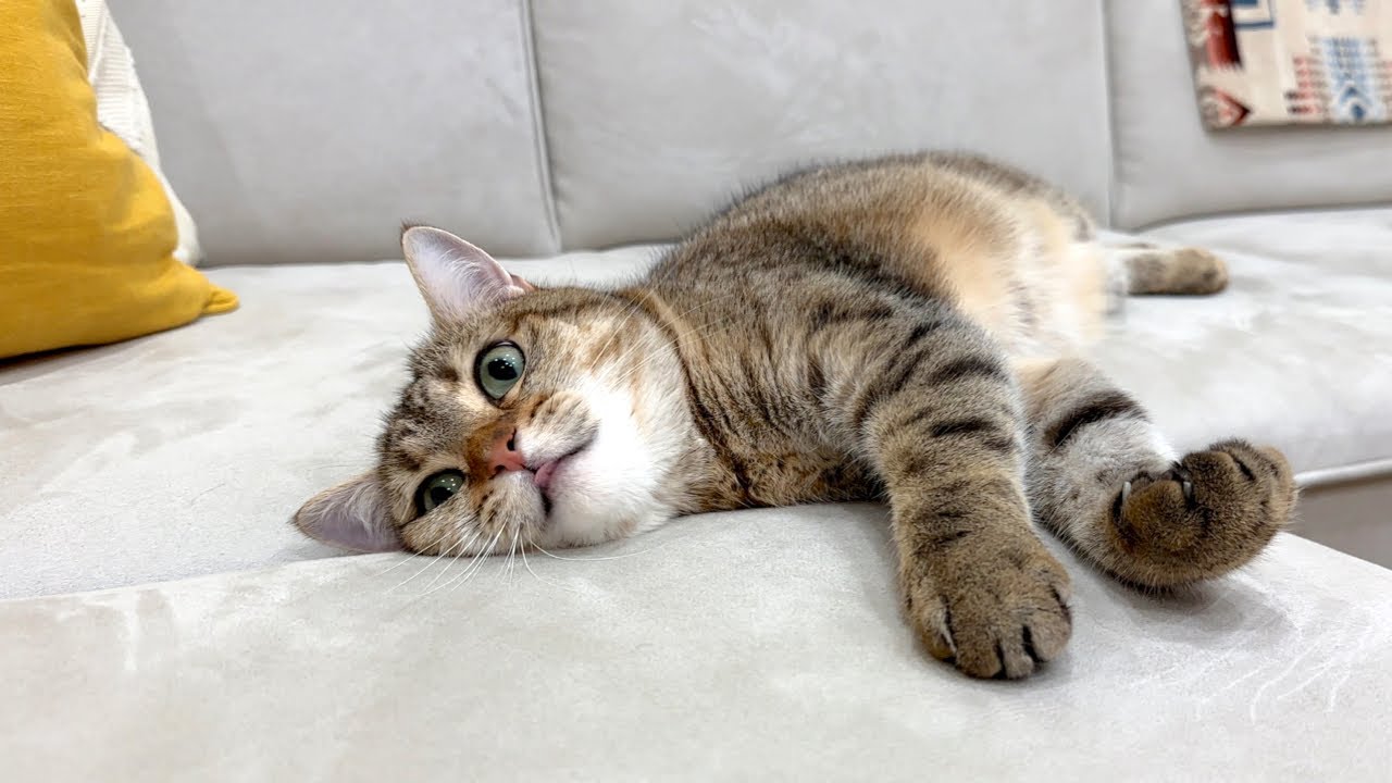 うちの子猫が４歳になりました！