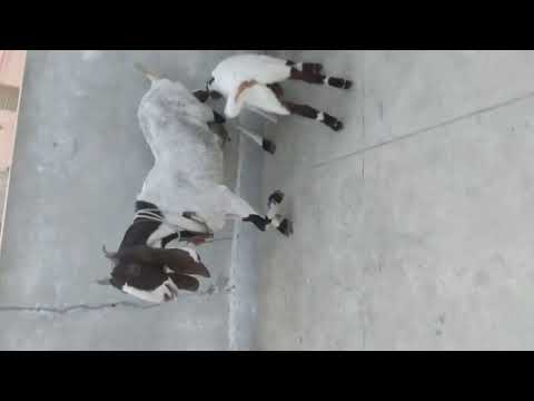 goat playing with childs#fun #goatlove #cute #baby #animals #cutebaby #goat #enjoy #abdulraheem