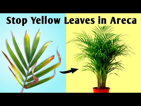 Stop Your Areca Palm Leaves Turning Yellow// Areca Palm Plant Care Indoor